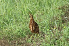 IMG_0842
