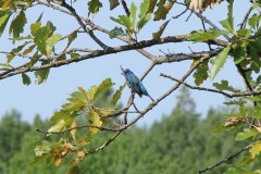 IMG_0893